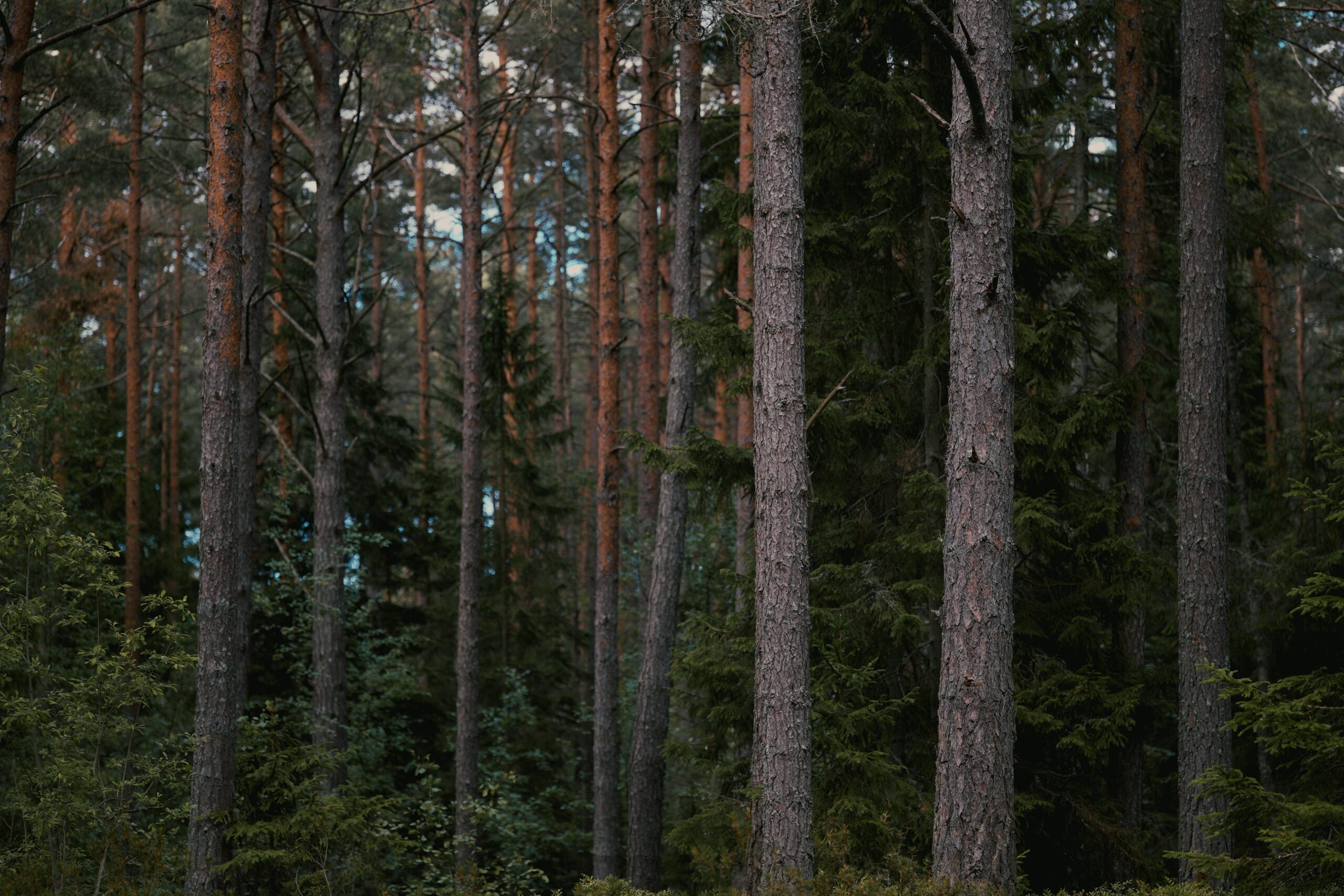 Sylvagri - Ventes de bois sur pied - Ventes en cours - Belgique, France, Luxembourg